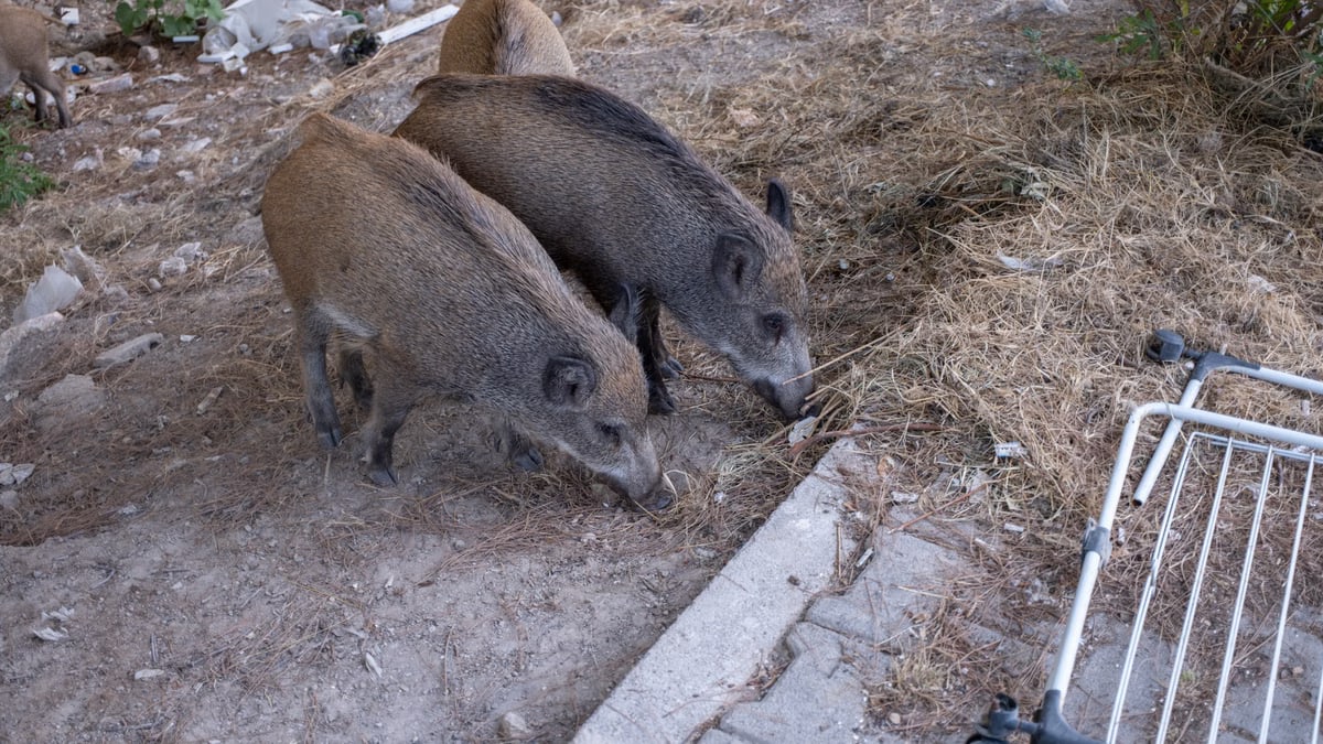 Two wild boars foraging in an urban area of Bornova, İzmir, highlighting wildlife presence in city environments.